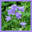 Колокольчик крапиволистый (Campanula trachelium L.)