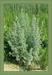 Полынь обыкновенная (чернобыльник) (Artemisia vulgaris L.)