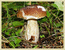 Белый гриб (Boletus sp.)